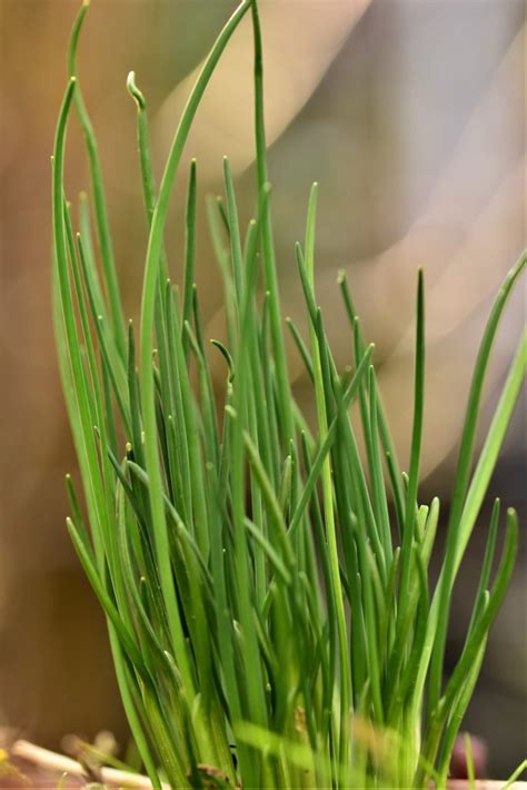 種韭菜|如何用種子種韭菜，種一次吃多年 How to grow Chives from。